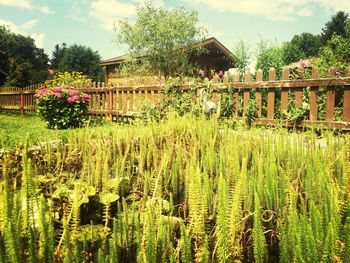 Trees growing in field