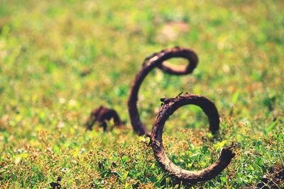 Branch curled up on grassy landscape