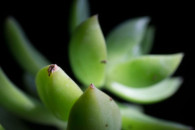 Close-up of cactus