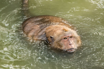 High angle view of long-tailed macaque swimming in lake