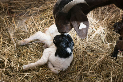 High angle view of goat with child