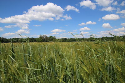 Scenic view of wheat field against sky