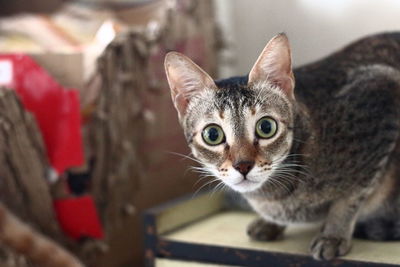Close-up portrait of cat looking at camera