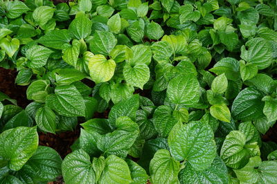 Full frame shot of green leaves