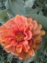 Close-up of orange flowering plant