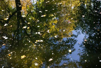 Low angle view of trees against sky