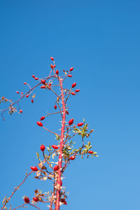 Low angle view of flowering plant against clear blue sky