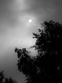 Low angle view of trees against sky