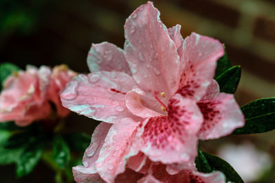 Close-up of wet pink hibiscus flower