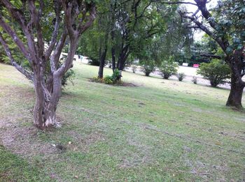 Trees growing in park