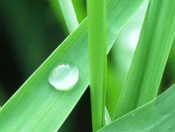 Close-up of green leaves