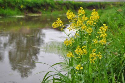 Yellow flowering plant on field by lake