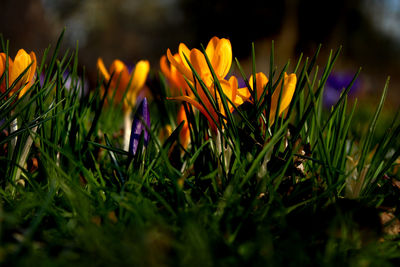 Close-up of purple crocus flowers on field