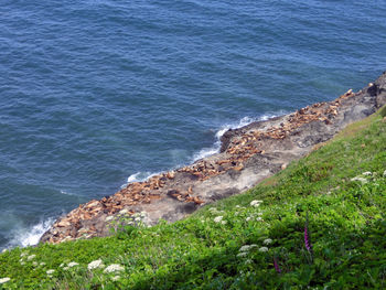 High angle view of seals on beach