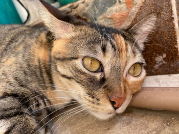 Close-up portrait of a cat