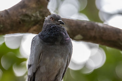 Close-up of owl perching on branch