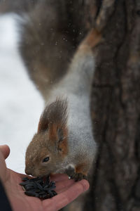 Hand holding squirrel
