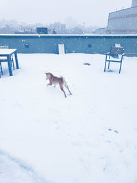 White dog on snow covered landscape