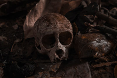 Close-up of human skull