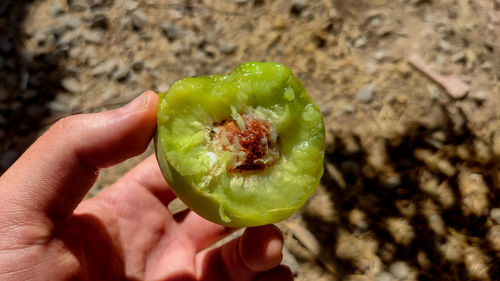 Close-up of hand holding fruit