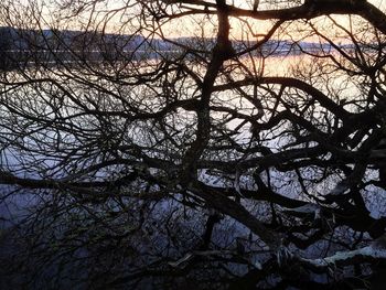 Low angle view of bare tree against sky