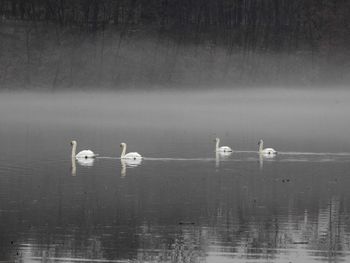 Swan swimming in lake against sky