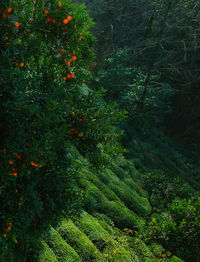 High angle view of trees in forest