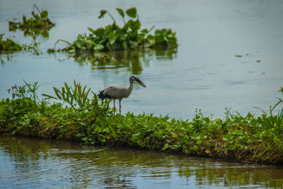 View of birds in lake