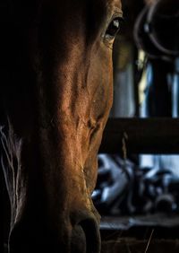 Close-up of a horse