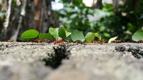 Close-up of young plant growing outdoors