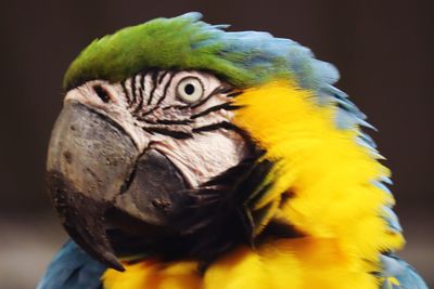 Close-up of a parrot