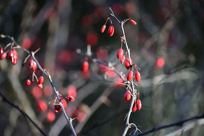 Close-up of red twigs
