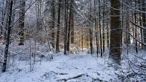 Bare trees in forest during winter