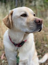 Close-up of dog looking away