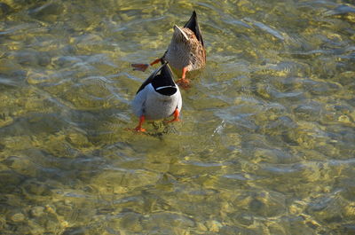 High angle view of duck swimming in lake