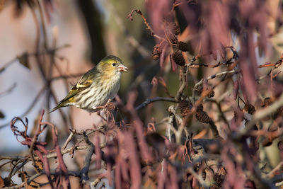 Close-up of bird perching on tree