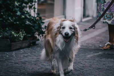 Portrait of dog by street in city