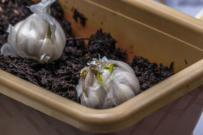 Close-up of white rose on table