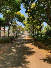 Footpath amidst trees in park