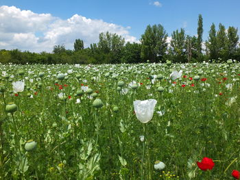 View of white flowering plants on field
