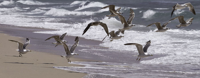 Seagulls flying over lake during winter