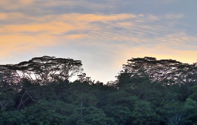 Low angle view of trees against sky during sunset