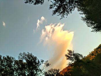 Low angle view of trees against sky during sunset