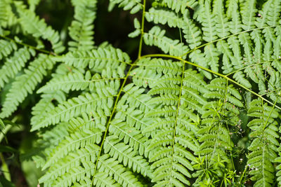 Full frame shot of plant