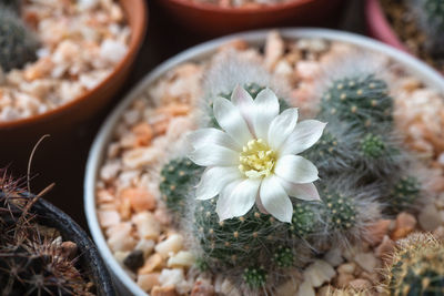 Close-up of succulent plant