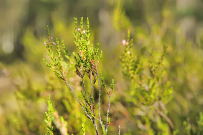 Close-up of plant growing on field