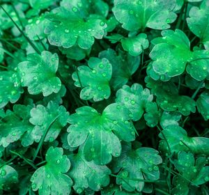 Full frame shot of wet leaves