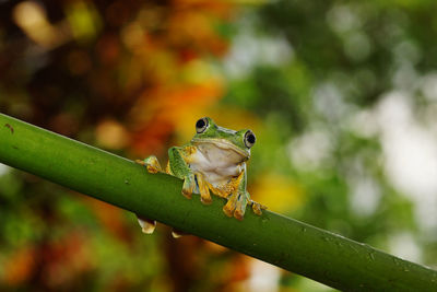 Close-up of frog on plant