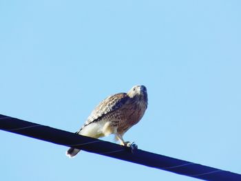 Low angle view of bird perching on tree