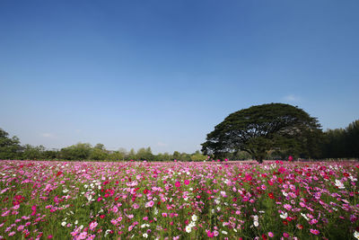 Pink flowering plants on field against clear sky